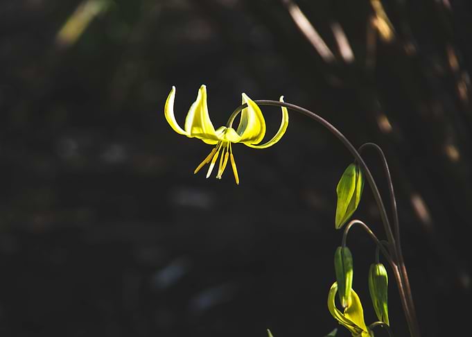 Tiny yellow lily