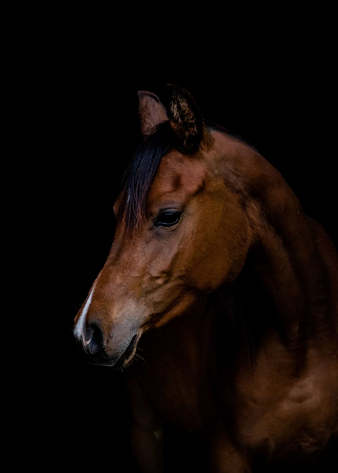 Horse on dark background