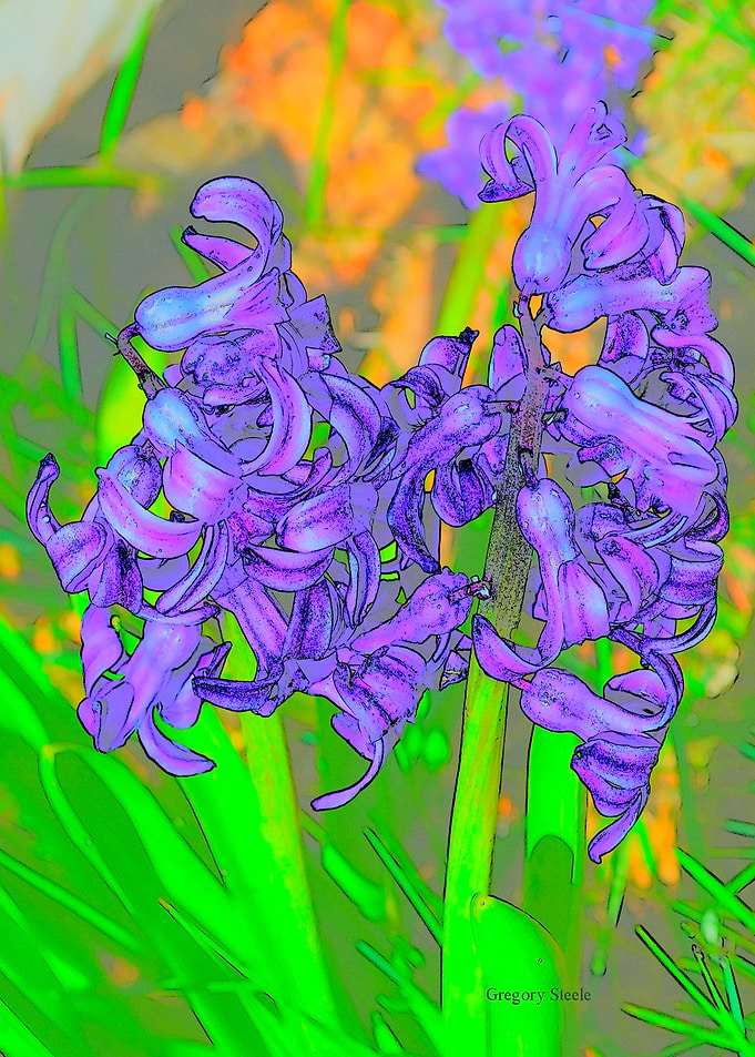 Etched Hyacinth
