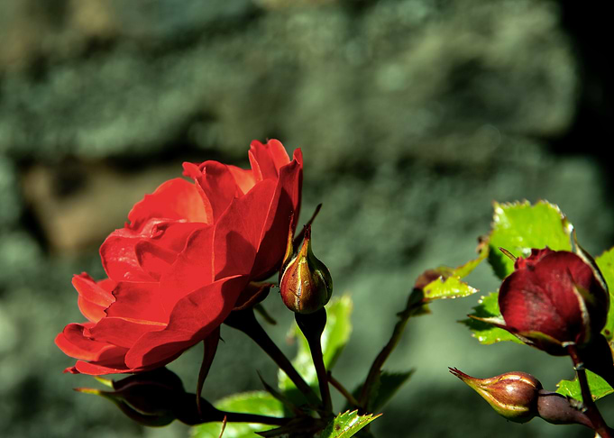 Red rose in blue pot