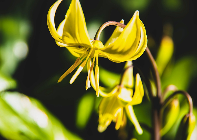 Tiny yellow lily