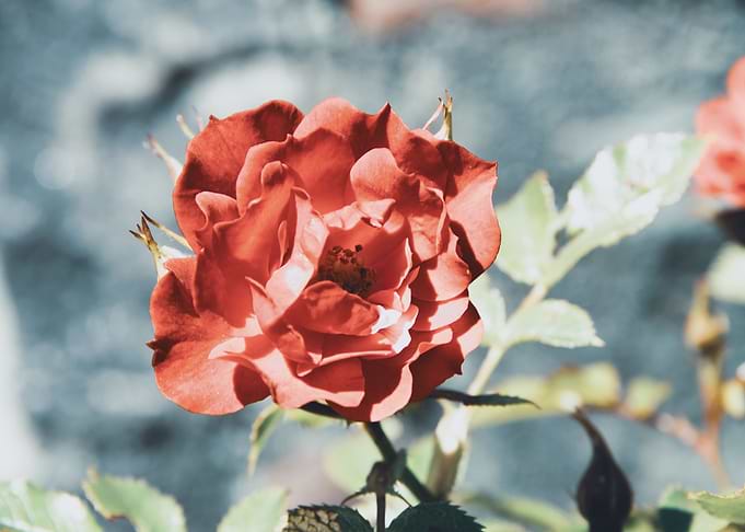 Red rose in blue pot