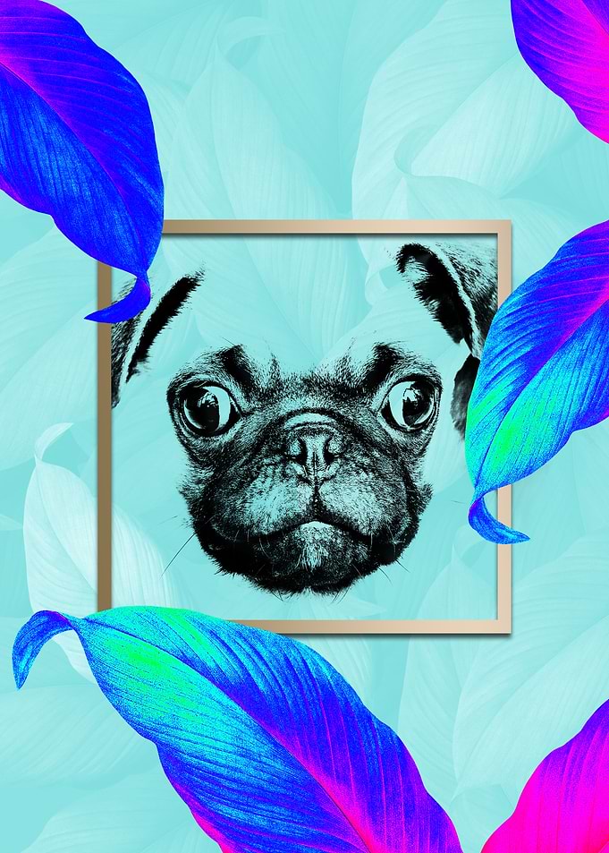 Colourful Pug Dog Modernis