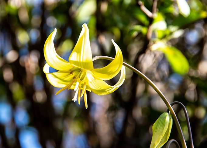 Tiny yellow lily