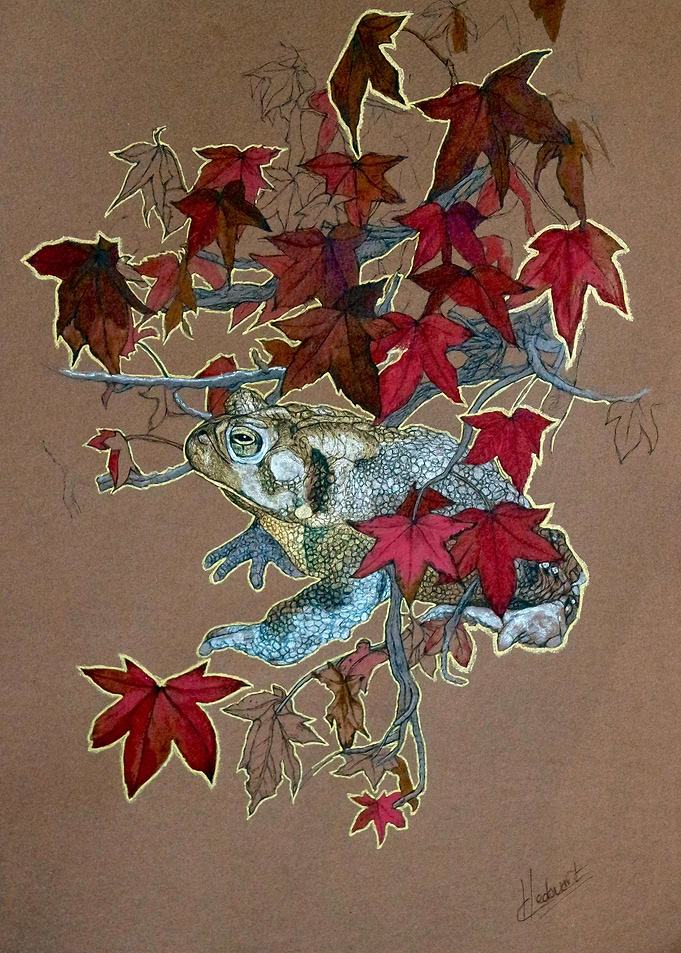 Crapaud americain may19