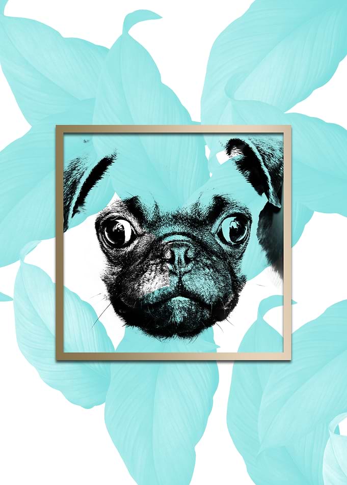 Colourful Pug Dog POP