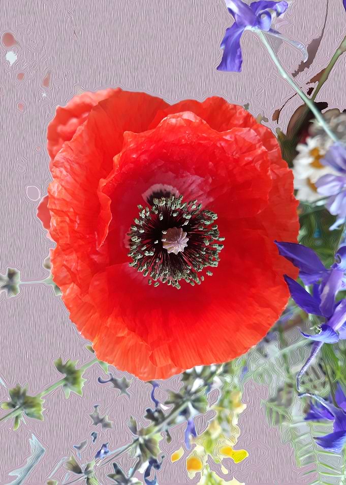Poppy fantasy