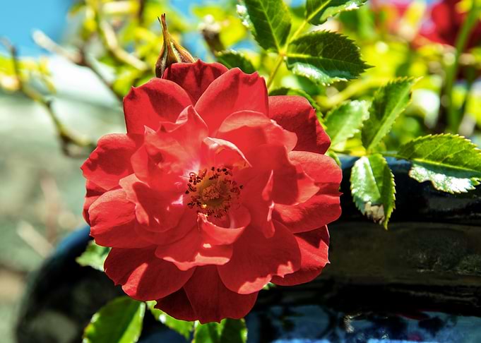 Red rose in blue pot
