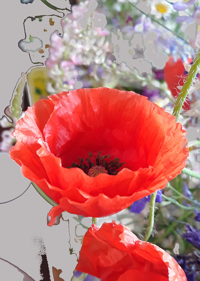Poppy art