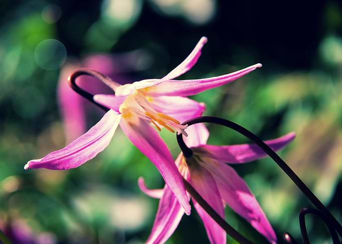 Tiny purple lilies