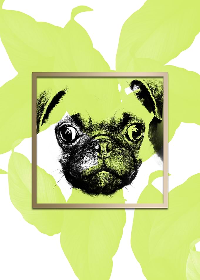 Colourful Pug Dog Modern