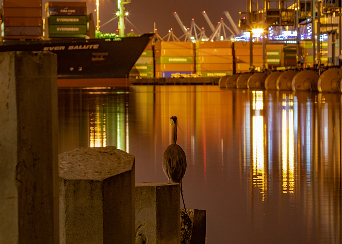 Heron in the port