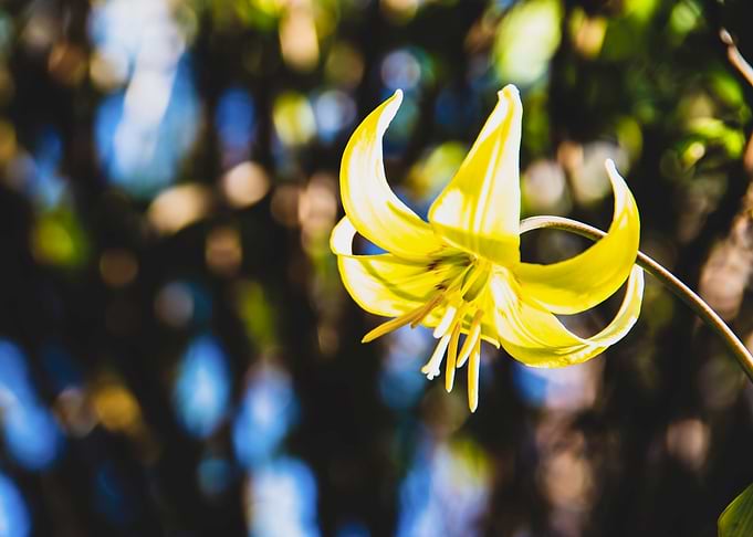 Tiny yellow lily