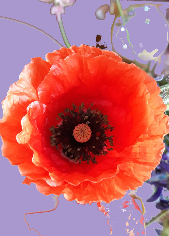Poppy sweetness