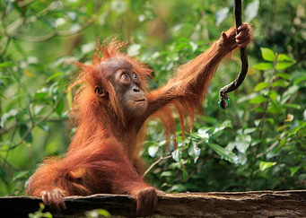 Baby Orangutan