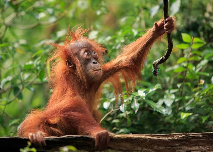 Baby Orangutan