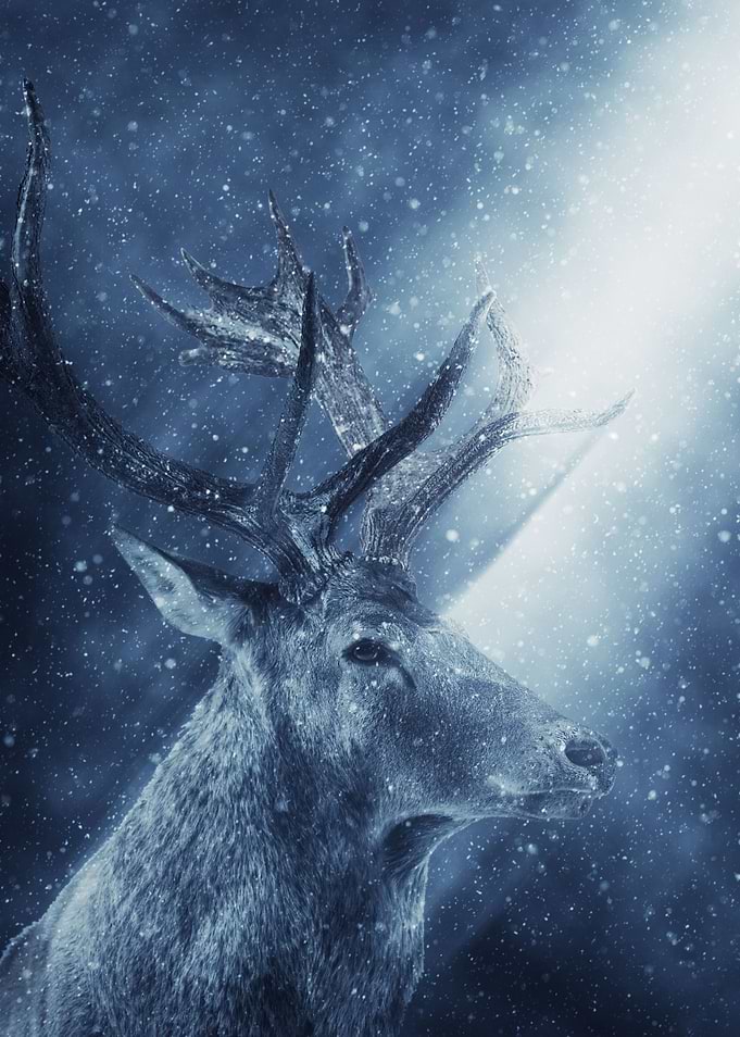 Deer