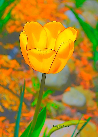 Etched Tulip