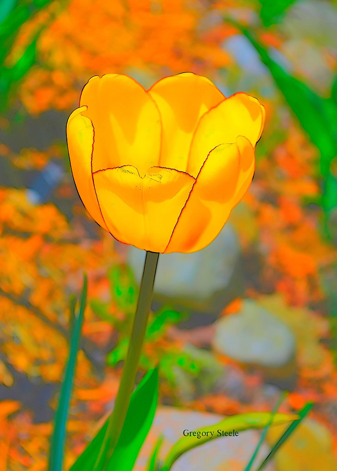 Etched Tulip