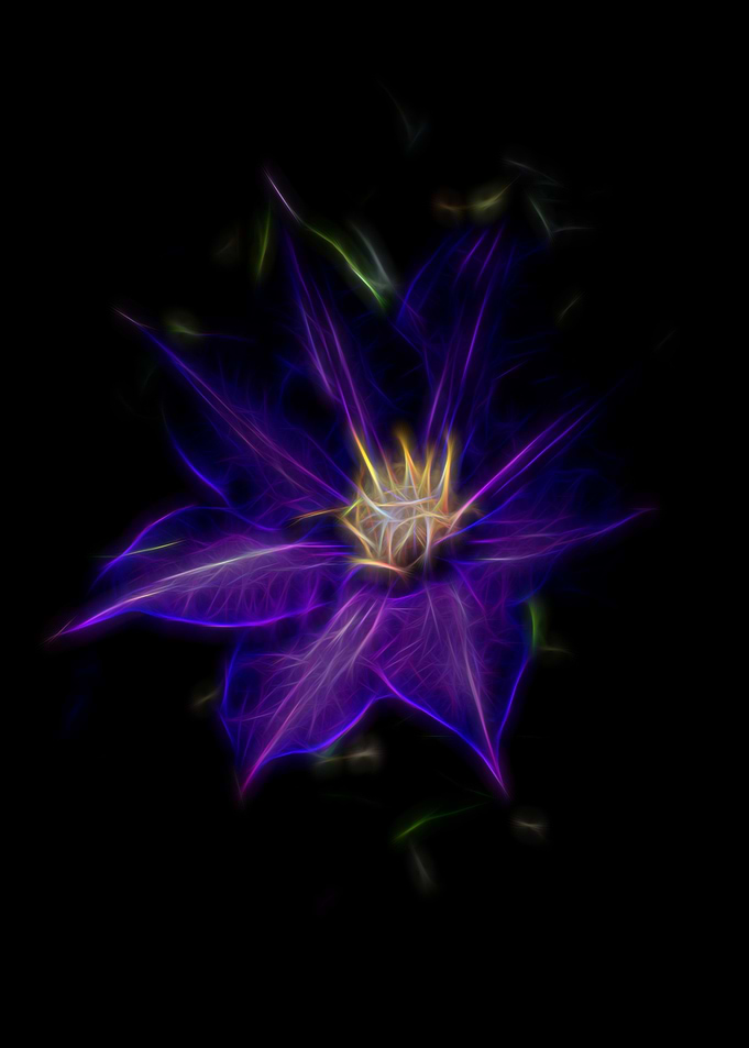 Purple Clematis