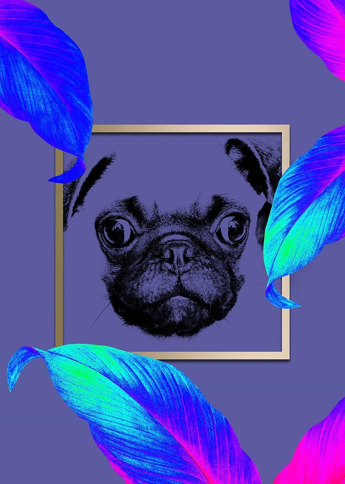 Colourful Pug Dog Style