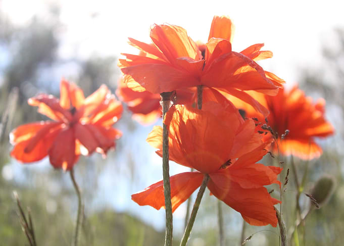 Poppin Poppies