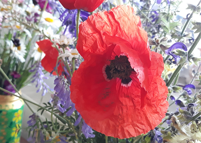 Poppy immagination