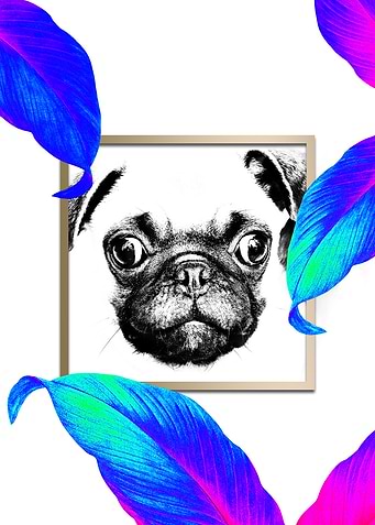 PUG Style Colourful Pop