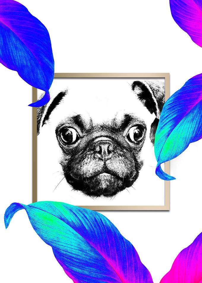 PUG Style Colourful Pop