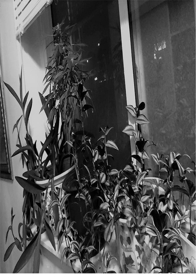 Kitchen Plants