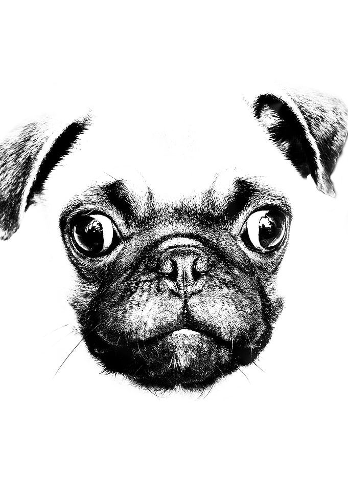 Pug dog lovers Pop