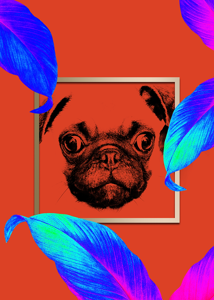 Colourful Pug Dog Style