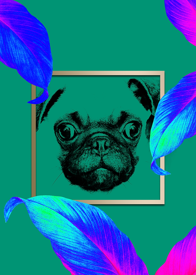 Colourful Pug Dog Style