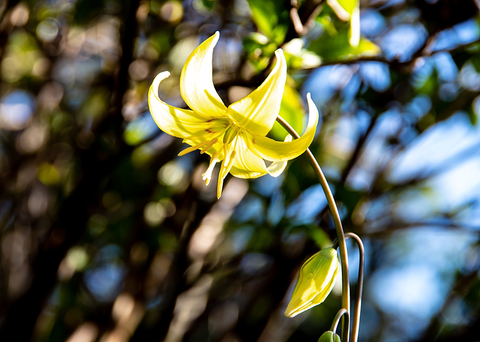 Tiny yellow lily