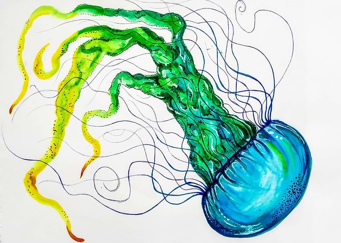 Rainbow jellyfish