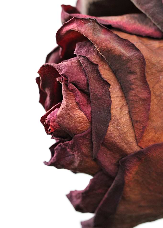 Fading rose 1
