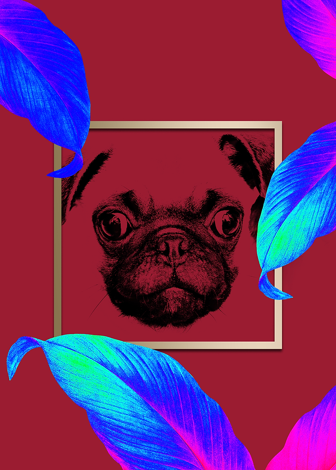 Colourful Pug Dog Style