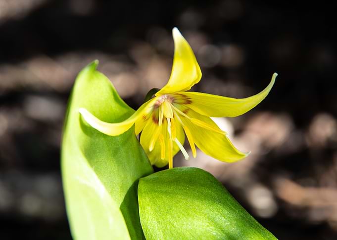 Tiny yellow lily