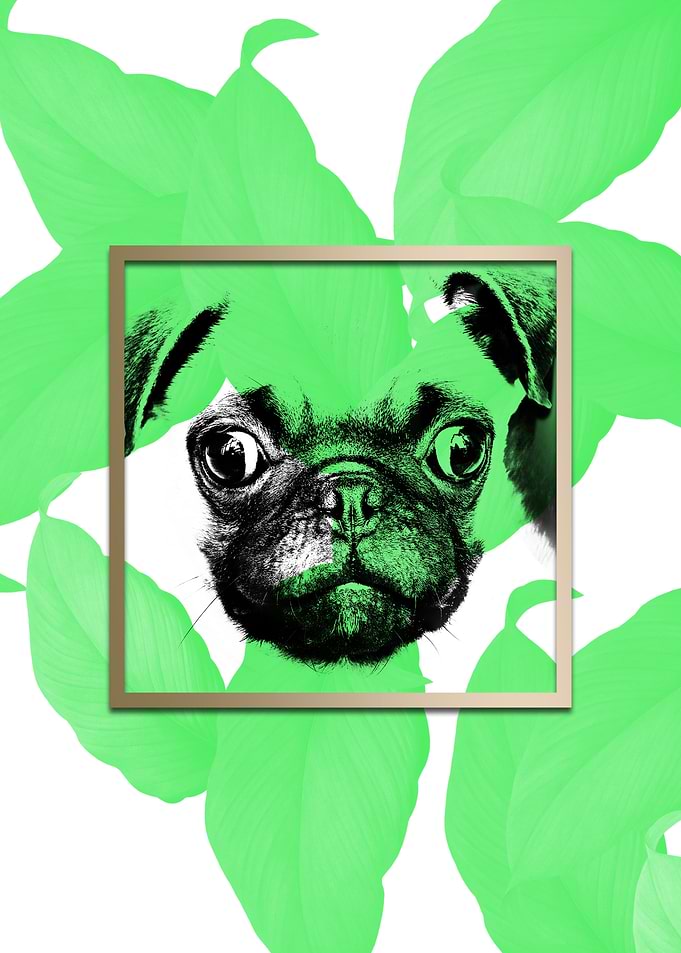 Colourful Pug Dog Modernis