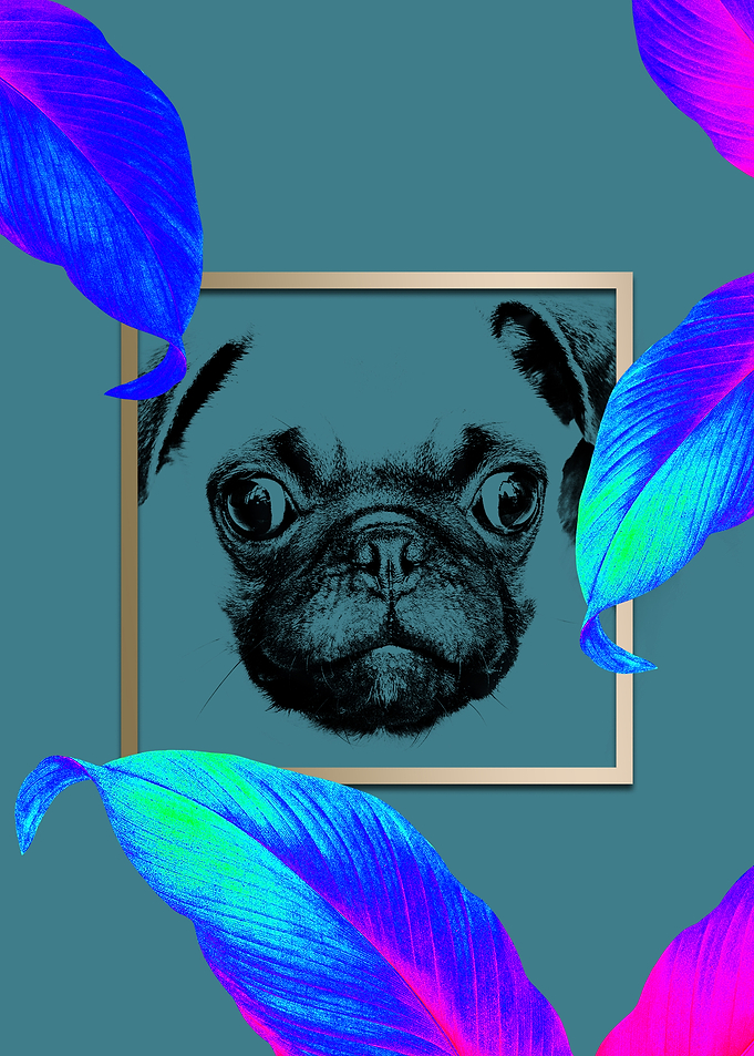 Colourful Pug Dog Style