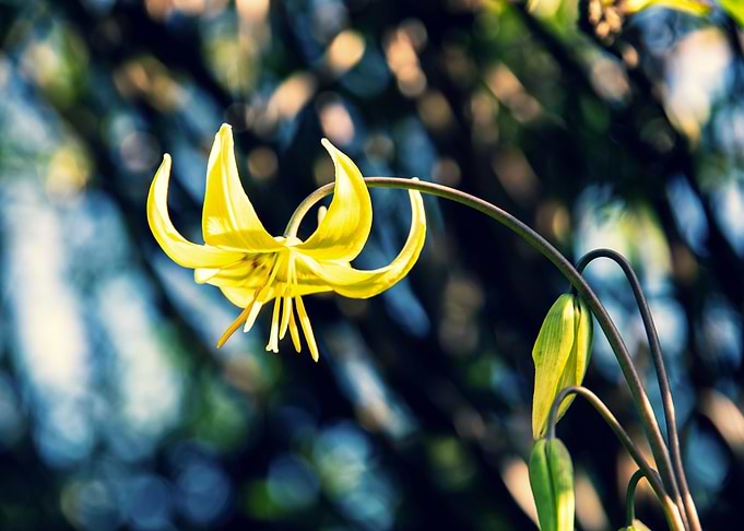 Tiny yellow lily