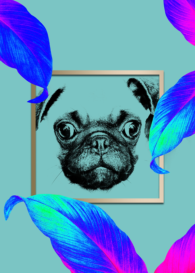 Colourful Pug Dog Modernis