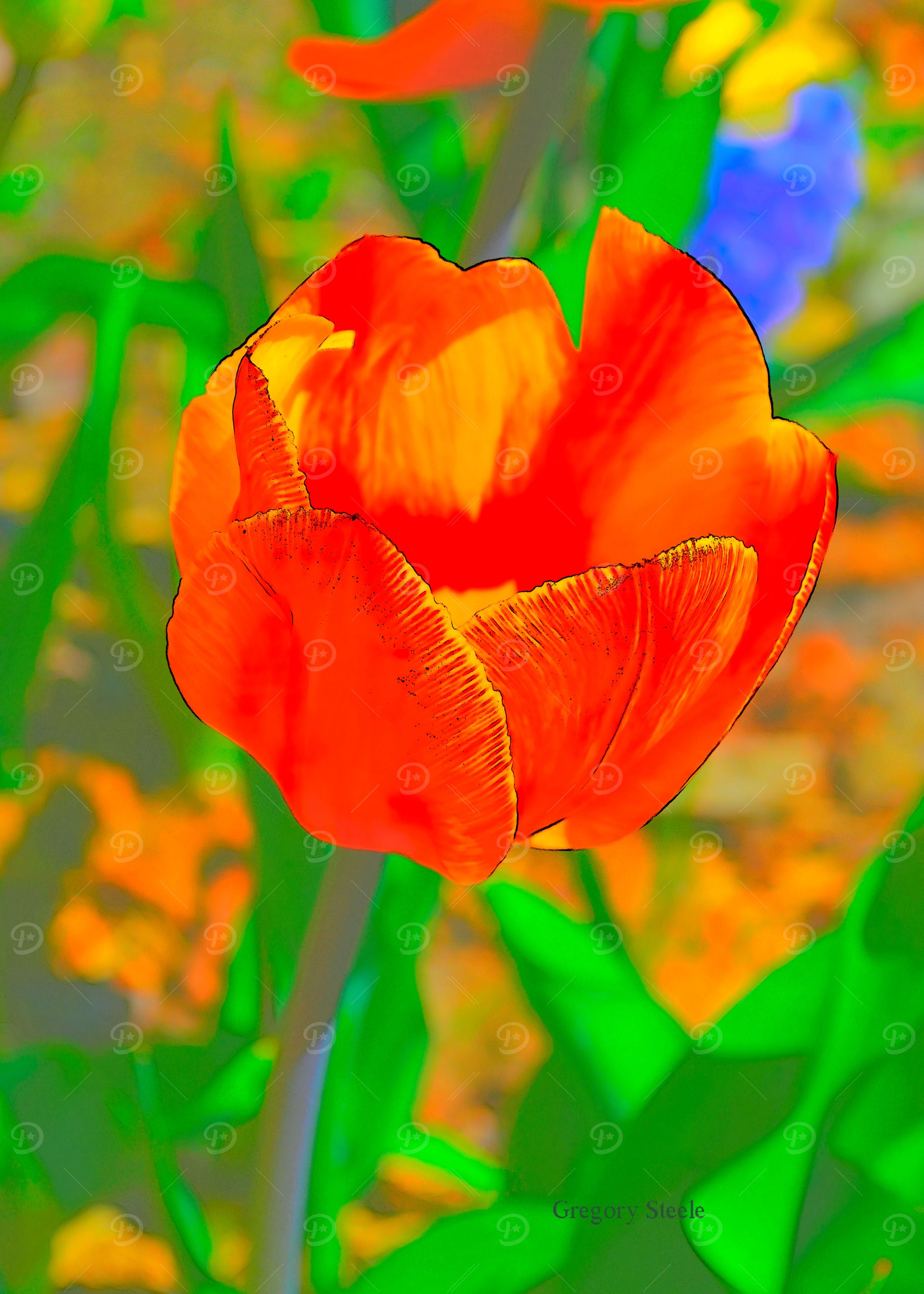 Etched Tulip 2