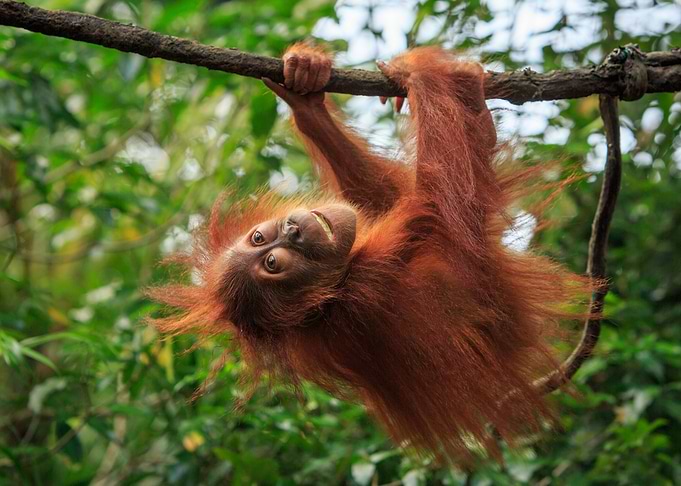 Baby Orangutan