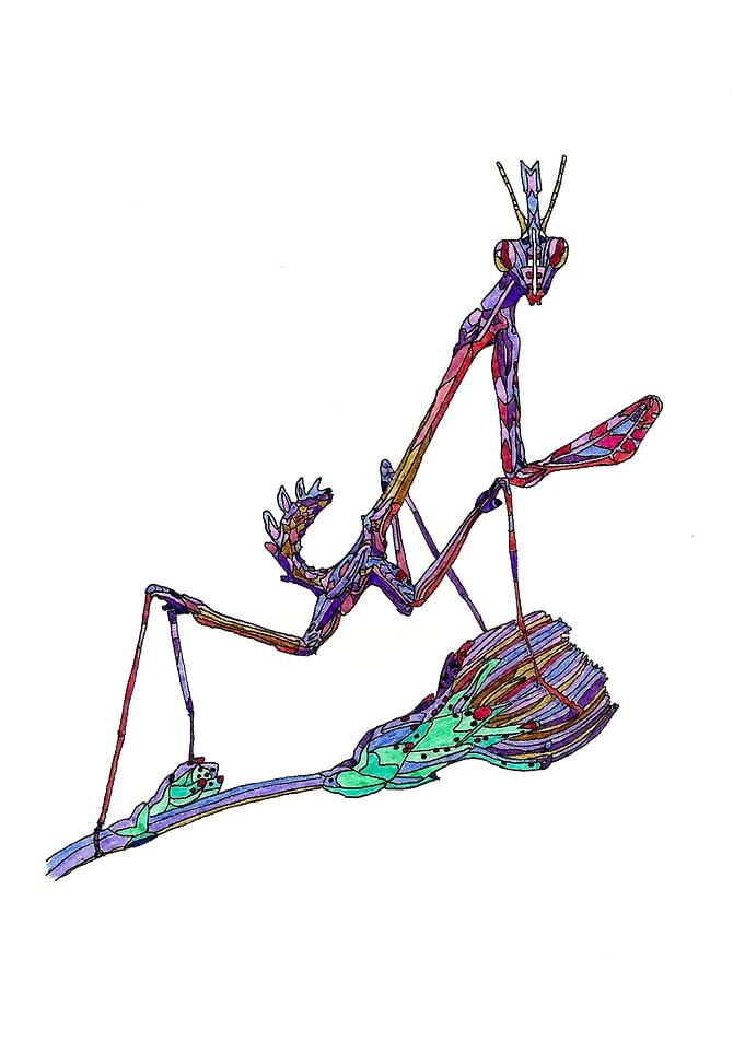 Violet mantis