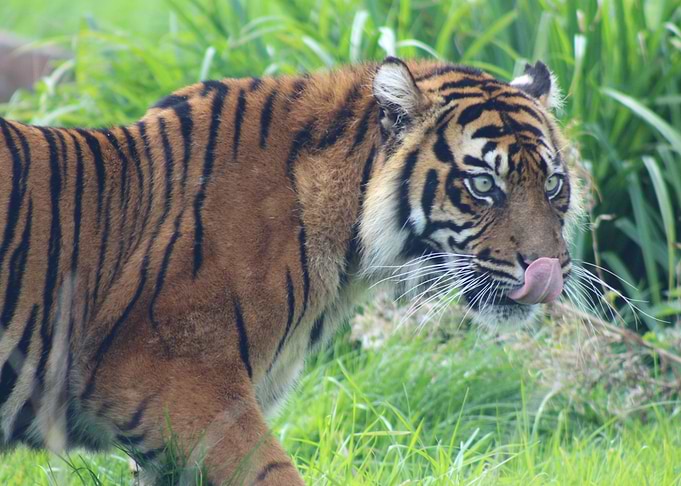 Tiger