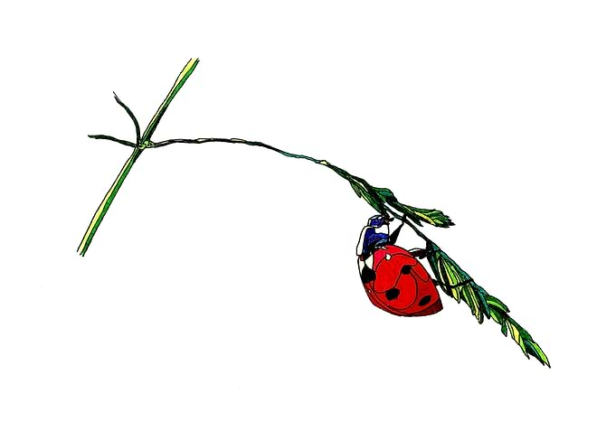 Ladybug on a spikelet