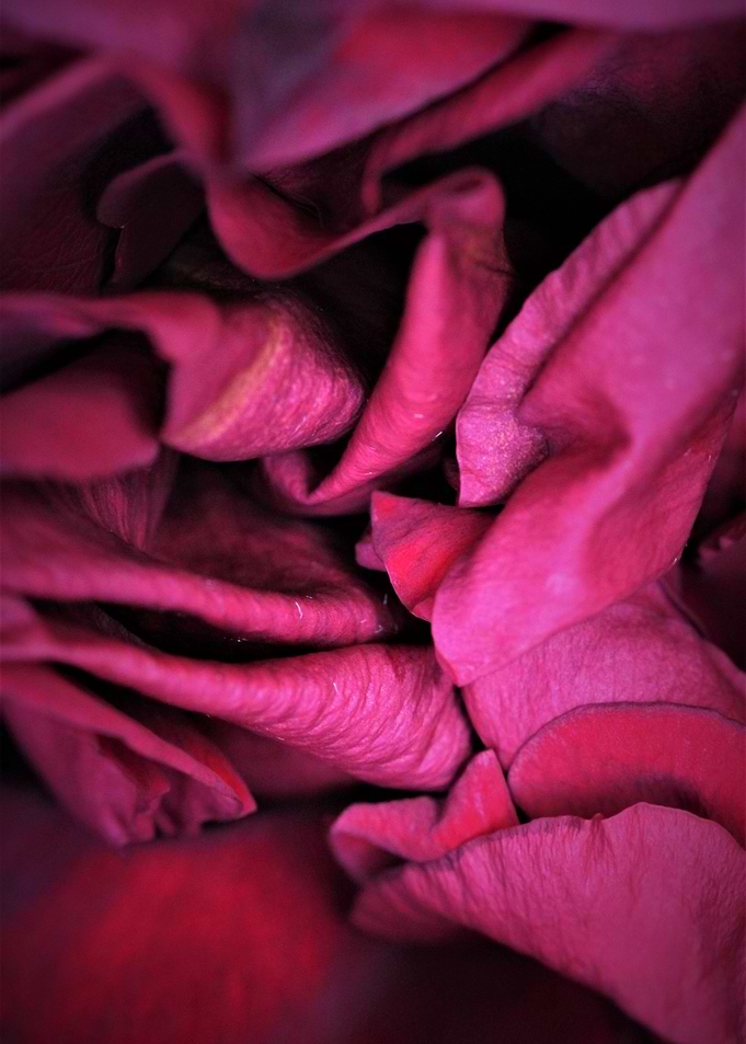 Rose petals