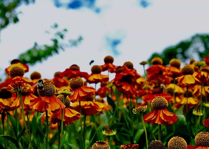 IN BLOOM