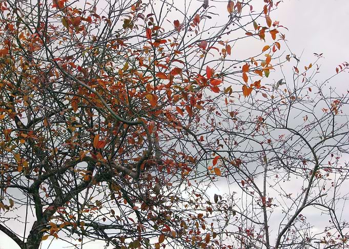 Tree Abstract 1